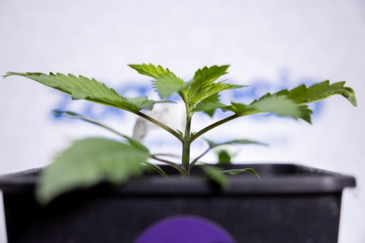 Tropicana Cookies #2 - Zamnesia x B&B. Week 2 - Tropicana Cookies 2 - VEG - Week 2/3