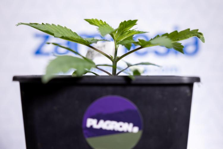 Tropicana Cookies #2 - Zamnesia x B&B. Week 2 - Tropicana Cookies 2 - VEG - Week 2/3