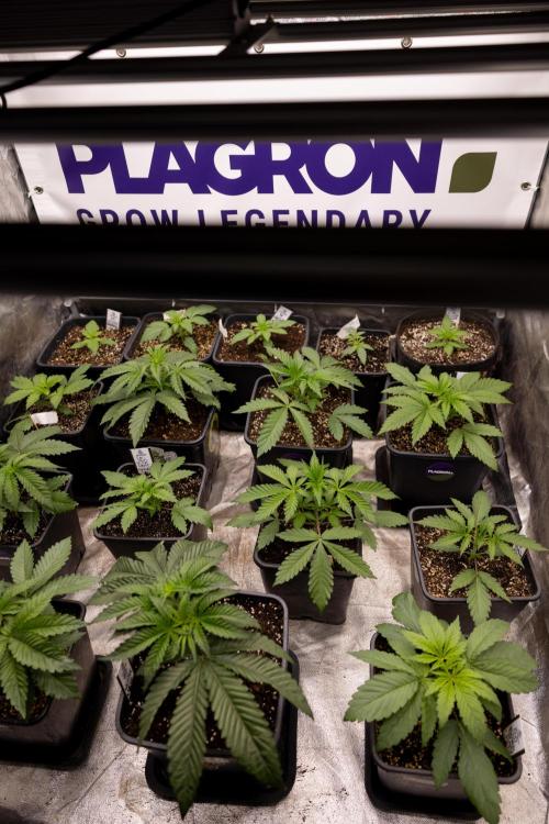 Tropicana Cookies #2 - Zamnesia x B&B. Week 2 - Zamnesia x Plagron Photoperiodic Squad 