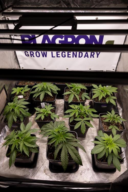 Tropicana Cookies #2 - Zamnesia x B&B. Week 2 - Zamnesia x Plagron Photoperiodic Squad 