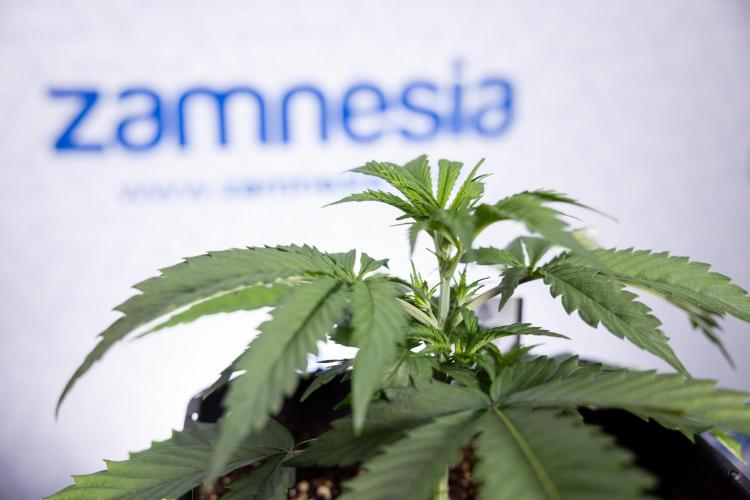 Tropicana Cookies 1 - Zamnesia x B&B. Week 2 - Tropicana Cookies 1 - Week 3 - VEG