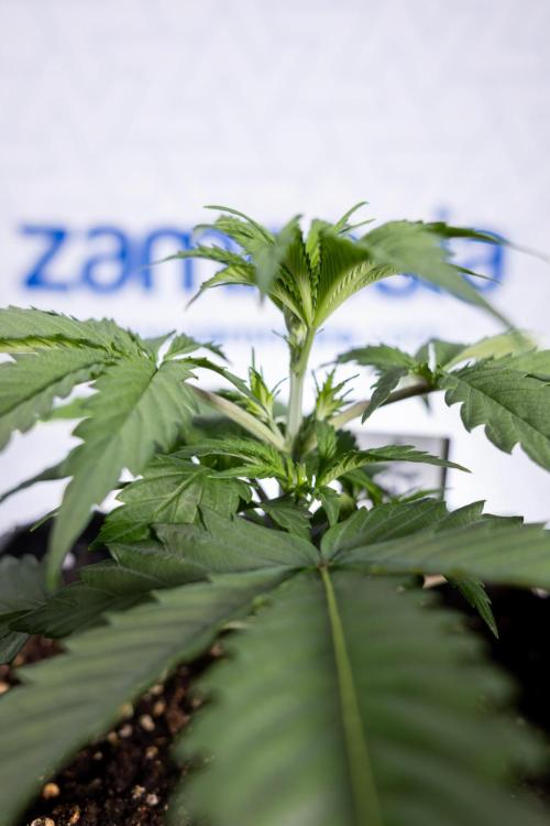 Tropicana Cookies 1 - Zamnesia x B&B. Week 2 - Tropicana Cookies 1 - Week 3 - VEG