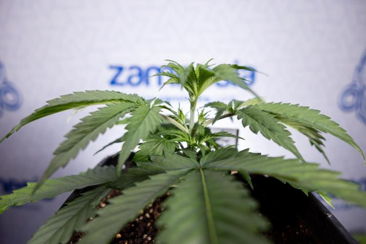 Tropicana Cookies 1 - Zamnesia x B&B. Week 2 - Tropicana Cookies 1 - Week 3 - VEG