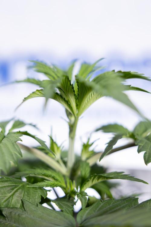 Tropicana Cookies 1 - Zamnesia x B&B. Week 2 - Tropicana Cookies 1 - Week 3 - VEG