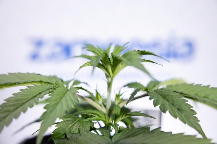 Tropicana Cookies 1 - Zamnesia x B&B. Week 2 - Tropicana Cookies 1 - Week 3 - VEG