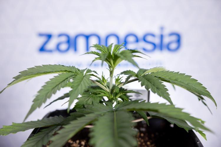 Tropicana Cookies 1 - Zamnesia x B&B. Week 2 - Tropicana Cookies 1 - Week 3 - VEG