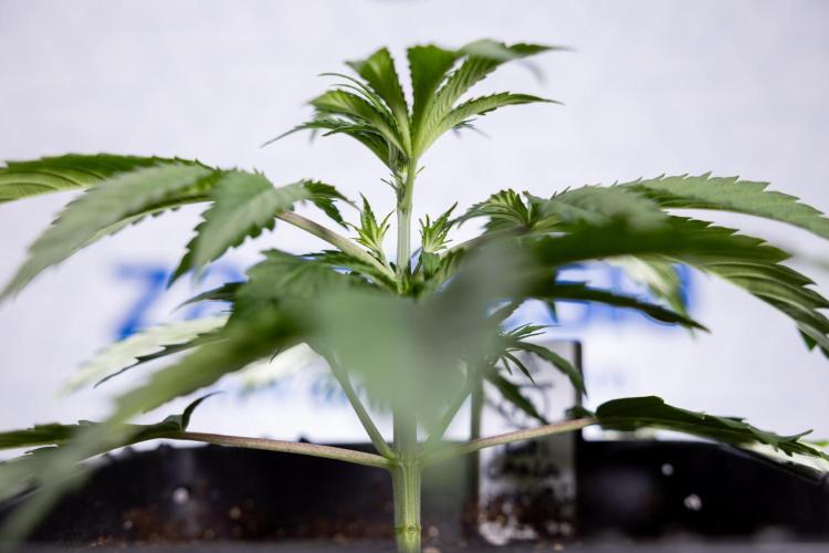 Tropicana Cookies 1 - Zamnesia x B&B. Week 2 - Tropicana Cookies 1 - Week 3 - VEG