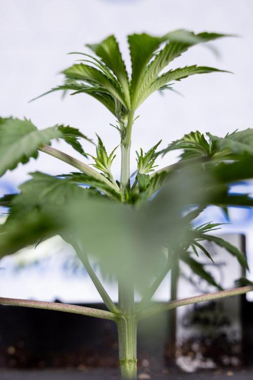 Tropicana Cookies 1 - Zamnesia x B&B. Week 2 - Tropicana Cookies 1 - Week 3 - VEG