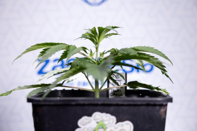 Tropicana Cookies 1 - Zamnesia x B&B. Week 2 - Tropicana Cookies 1 - Week 3 - VEG