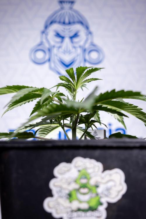 Tropicana Cookies 1 - Zamnesia x B&B. Week 2 - Tropicana Cookies 1 - Week 3 - VEG