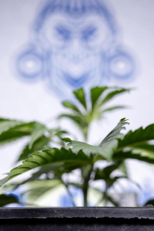 Tropicana Cookies 1 - Zamnesia x B&B. Week 2 - Tropicana Cookies 1 - Week 3 - VEG