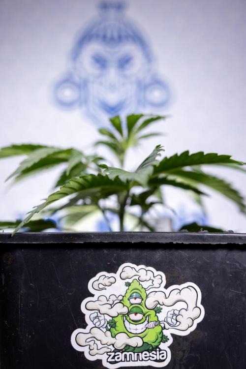 Tropicana Cookies 1 - Zamnesia x B&B. Week 2 - Tropicana Cookies 1 - Week 3 - VEG