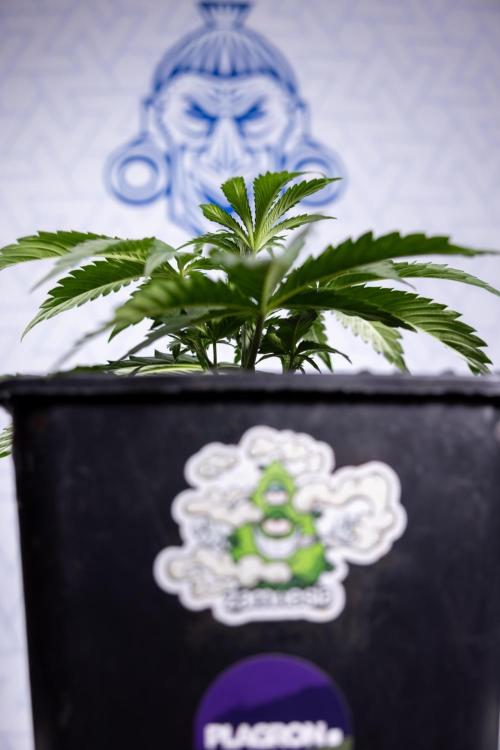 Tropicana Cookies 1 - Zamnesia x B&B. Week 2 - Tropicana Cookies 1 - Week 3 - VEG