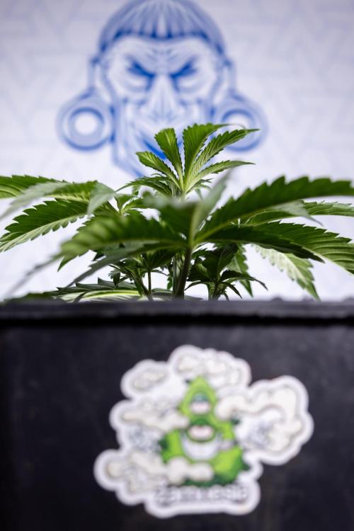 Tropicana Cookies 1 - Zamnesia x B&B. Week 2 - Tropicana Cookies 1 - Week 3 - VEG