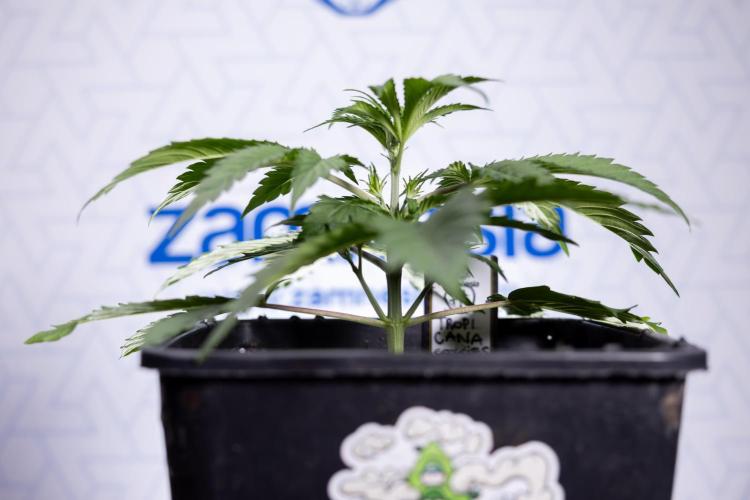 Tropicana Cookies 1 - Zamnesia x B&B. Week 2 - Tropicana Cookies 1 - Week 3 - VEG