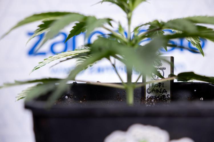 Tropicana Cookies 1 - Zamnesia x B&B. Week 2 - Tropicana Cookies 1 - Week 3 - VEG