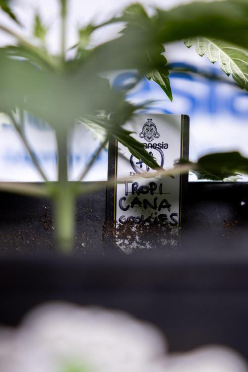 Tropicana Cookies 1 - Zamnesia x B&B. Week 2 - Tropicana Cookies 1 - Week 3 - VEG