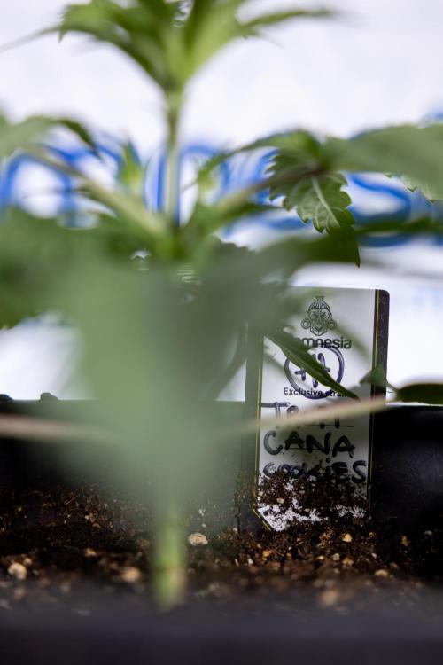 Tropicana Cookies 1 - Zamnesia x B&B. Week 2 - Tropicana Cookies 1 - Week 3 - VEG