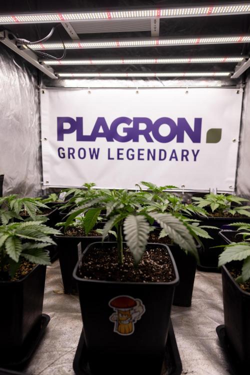 Tropicana Cookies 1 - Zamnesia x B&B. Week 2 - Zamnesia x Plagron Photoperiodic Squad