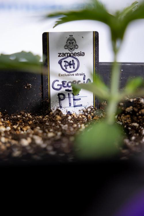 Georgia Pie 1 - Zamnesia x B&B. Week 2 - Georgia Pie 1 - Week 2/3 - Veg