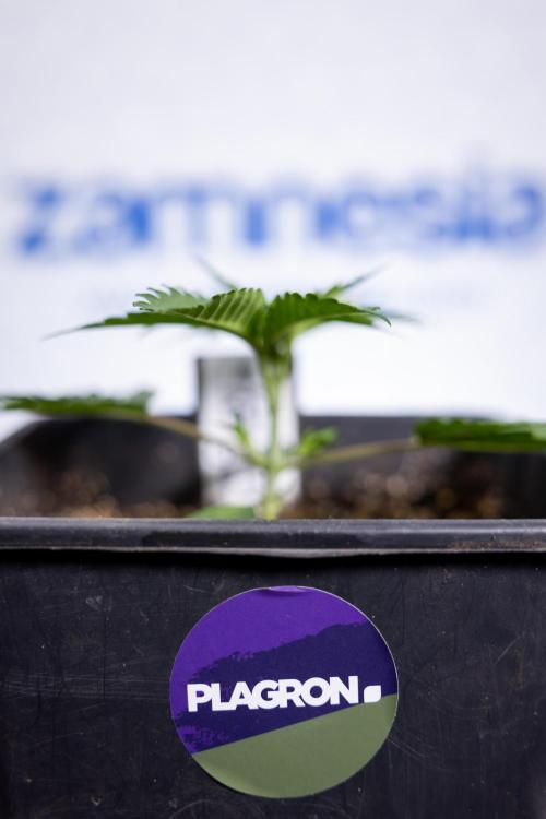 Georgia Pie 1 - Zamnesia x B&B. Week 2 - Georgia Pie 1 - Week 2/3 - Veg