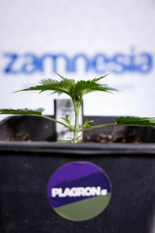 Georgia Pie 1 - Zamnesia x B&B. Week 2 - Georgia Pie 1 - Week 2/3 - Veg