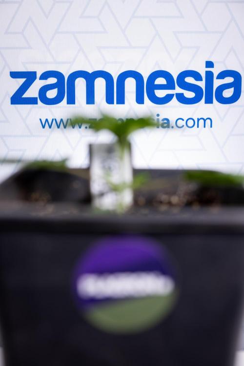 Georgia Pie 1 - Zamnesia x B&B. Week 2 - Georgia Pie 1 - Week 2/3 - Veg