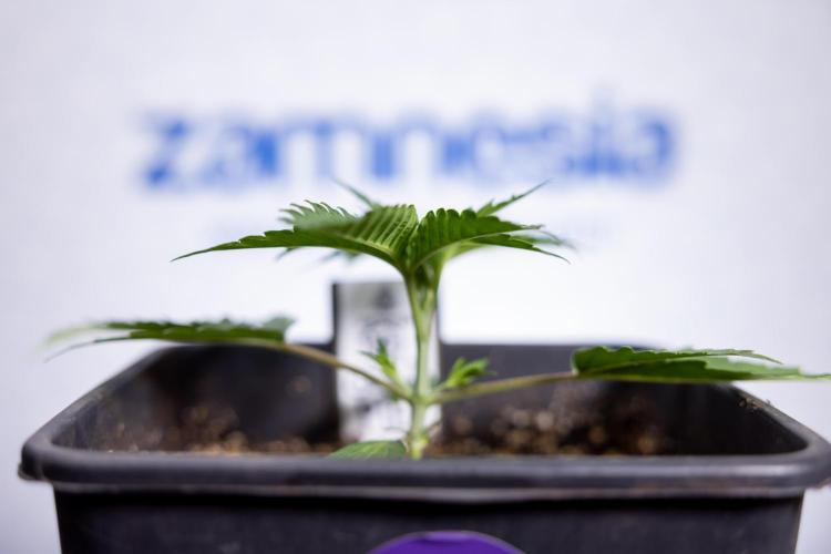 Georgia Pie 1 - Zamnesia x B&B. Week 2 - Georgia Pie 1 - Week 2/3 - Veg