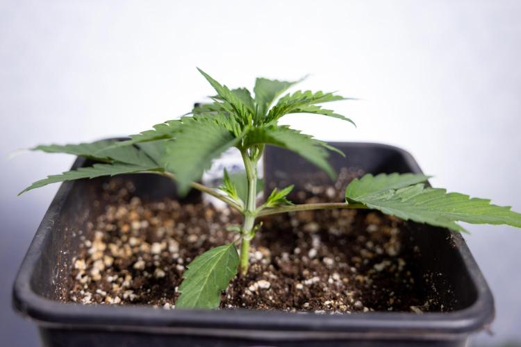 Georgia Pie 1 - Zamnesia x B&B. Week 2 - Georgia Pie 1 - Week 2/3 - Veg