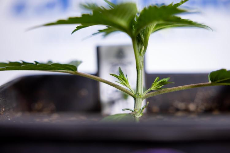 Georgia Pie 1 - Zamnesia x B&B. Week 2 - Georgia Pie 1 - Week 2/3 - Veg