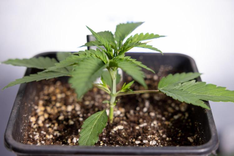 Georgia Pie 1 - Zamnesia x B&B. Week 2 - Georgia Pie 1 - Week 2/3 - Veg