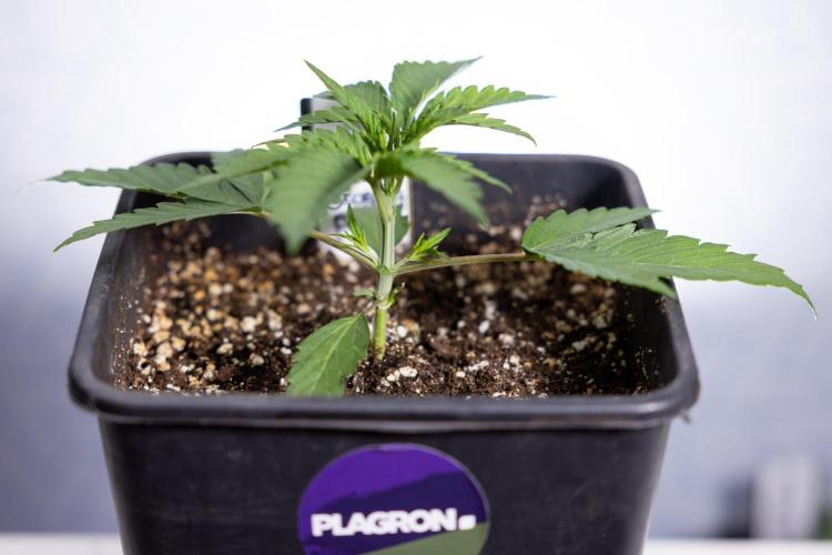 Georgia Pie 1 - Zamnesia x B&B. Week 2 - Georgia Pie 1 - Week 2/3 - Veg