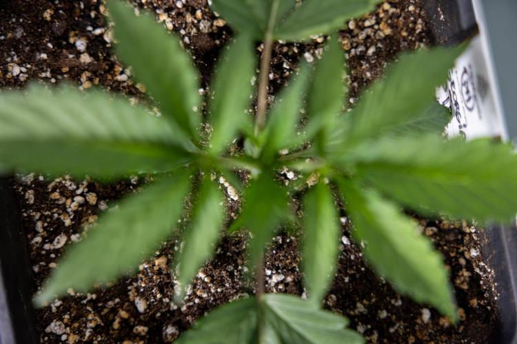 Georgia Pie 1 - Zamnesia x B&B. Week 2 - Georgia Pie 1 - Week 2/3 - Veg