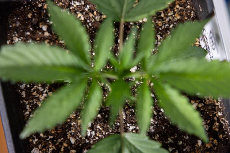 Georgia Pie 1 - Zamnesia x B&B. Week 2 - Georgia Pie 1 - Week 2/3 - Veg