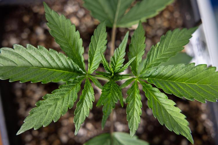 Georgia Pie 1 - Zamnesia x B&B. Week 2 - Georgia Pie 1 - Week 2/3 - Veg