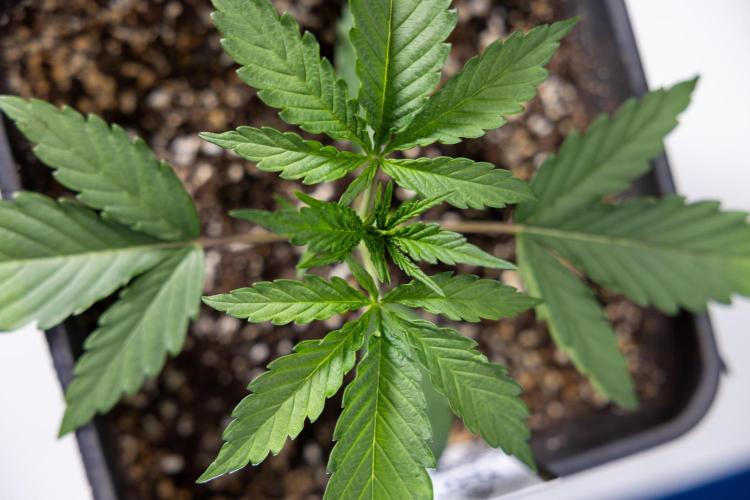 Georgia Pie 1 - Zamnesia x B&B. Week 2 - Georgia Pie 1 - Week 2/3 - Veg