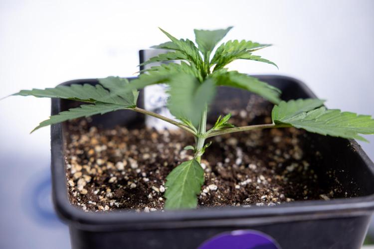 Georgia Pie 1 - Zamnesia x B&B. Week 2 - Georgia Pie 1 - Week 2/3 - Veg