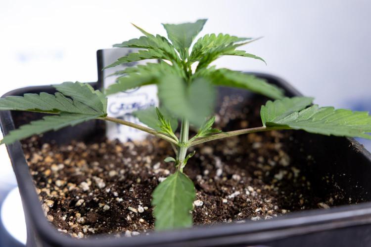 Georgia Pie 1 - Zamnesia x B&B. Week 2 - Georgia Pie 1 - Week 2/3 - Veg