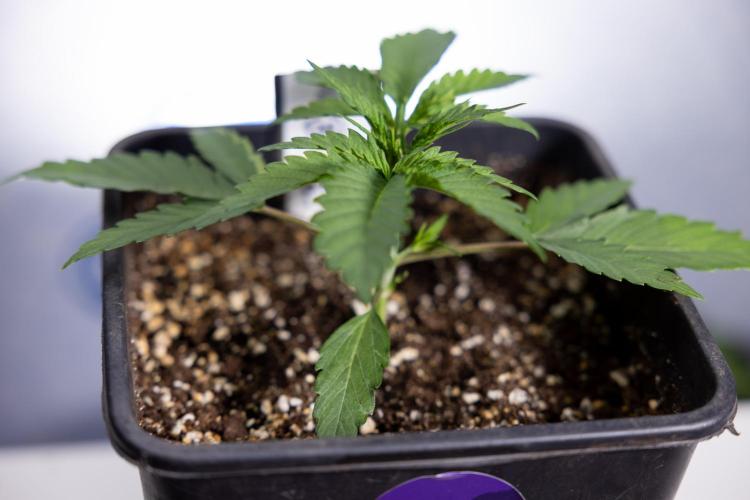 Georgia Pie 1 - Zamnesia x B&B. Week 2 - Georgia Pie 1 - Week 2/3 - Veg