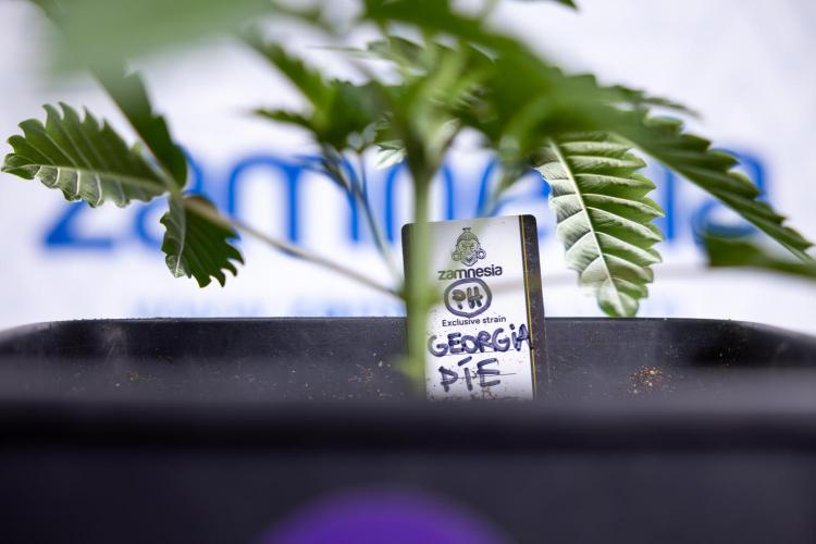 Georgia Pie #2 - Zamnesia x B&B. Week 2 - Georgia Pie 2 - Week 3 - Veg