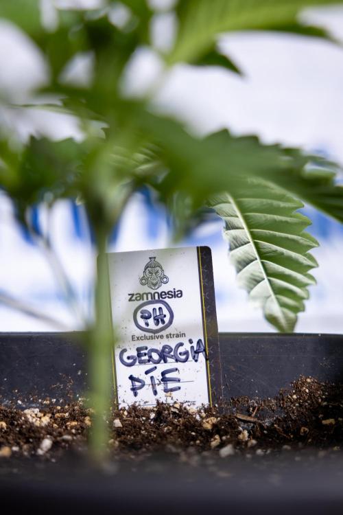 Georgia Pie #2 - Zamnesia x B&B. Week 2 - Georgia Pie 2 - Week 3 - Veg