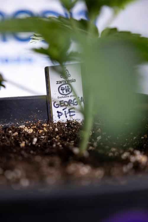 Georgia Pie #2 - Zamnesia x B&B. Week 2 - Georgia Pie 2 - Week 3 - Veg