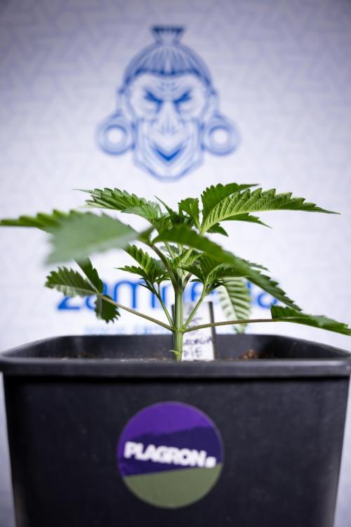 Georgia Pie #2 - Zamnesia x B&B. Week 2 - Georgia Pie 2 - Week 3 - Veg