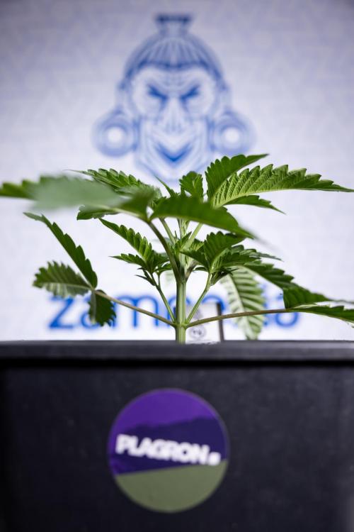 Georgia Pie #2 - Zamnesia x B&B. Week 2 - Georgia Pie 2 - Week 3 - Veg