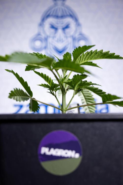 Georgia Pie #2 - Zamnesia x B&B. Week 2 - Georgia Pie 2 - Week 3 - Veg