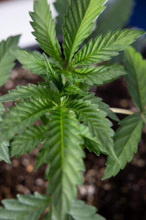 Georgia Pie #2 - Zamnesia x B&B. Week 2 - Georgia Pie 2 - Week 3 - Veg