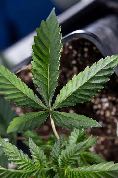 Georgia Pie #2 - Zamnesia x B&B. Week 2 - Georgia Pie 2 - Week 3 - Veg