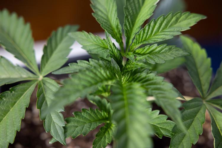 Georgia Pie #2 - Zamnesia x B&B. Week 2 - Georgia Pie 2 - Week 3 - Veg