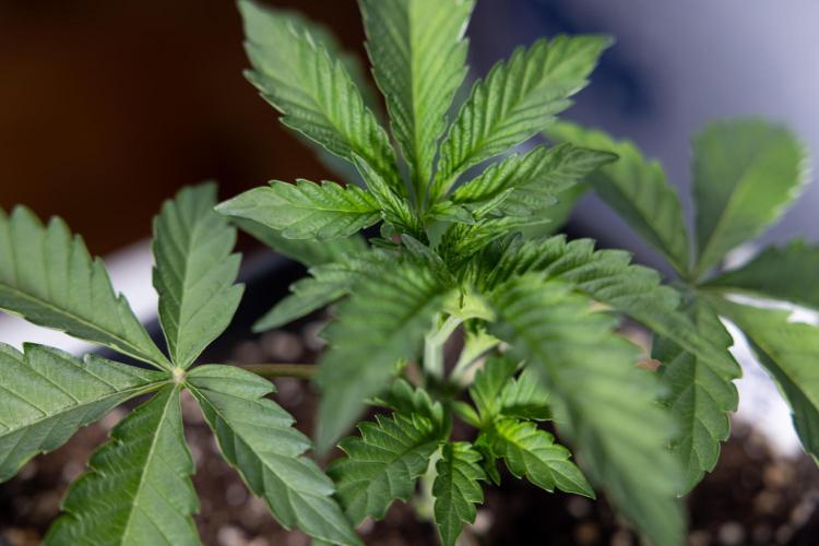 Georgia Pie #2 - Zamnesia x B&B. Week 2 - Georgia Pie 2 - Week 3 - Veg