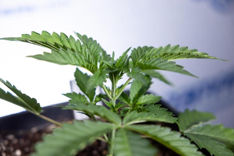 Georgia Pie #2 - Zamnesia x B&B. Week 2 - Georgia Pie 2 - Week 3 - Veg